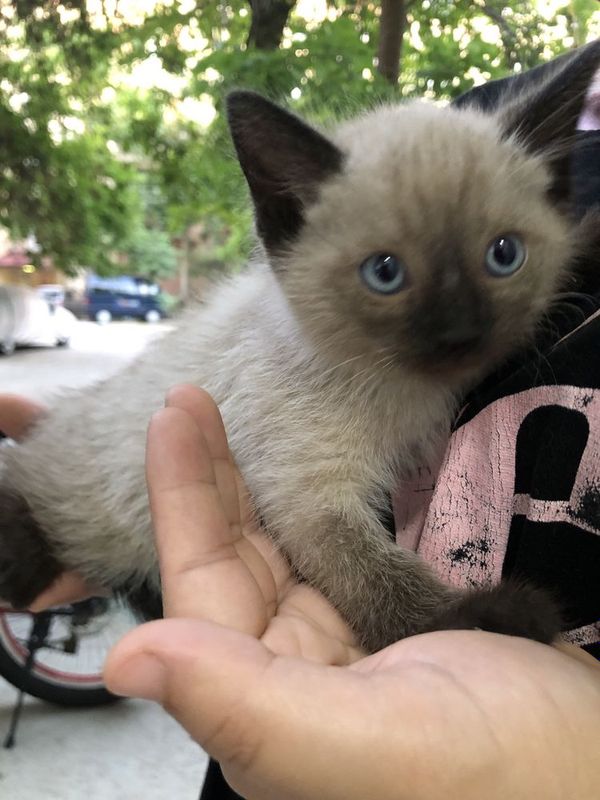 сиамская кошка 1 oylik сиамская кошка 1 oylik