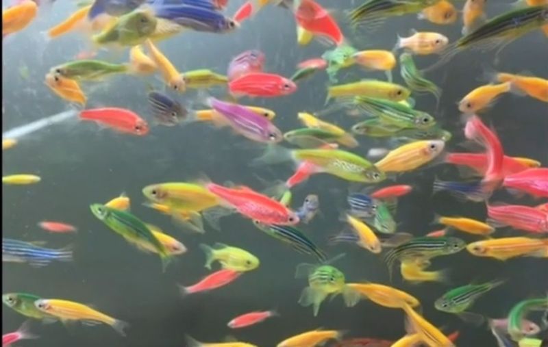 Danio Akvarium baliqlari Данио аквариумные рыбки Danio Akvarium baliqlari Данио аквариумные рыбки
