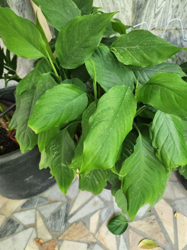 Aglanema gullari