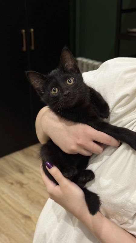 Отдам бесплатно котенка