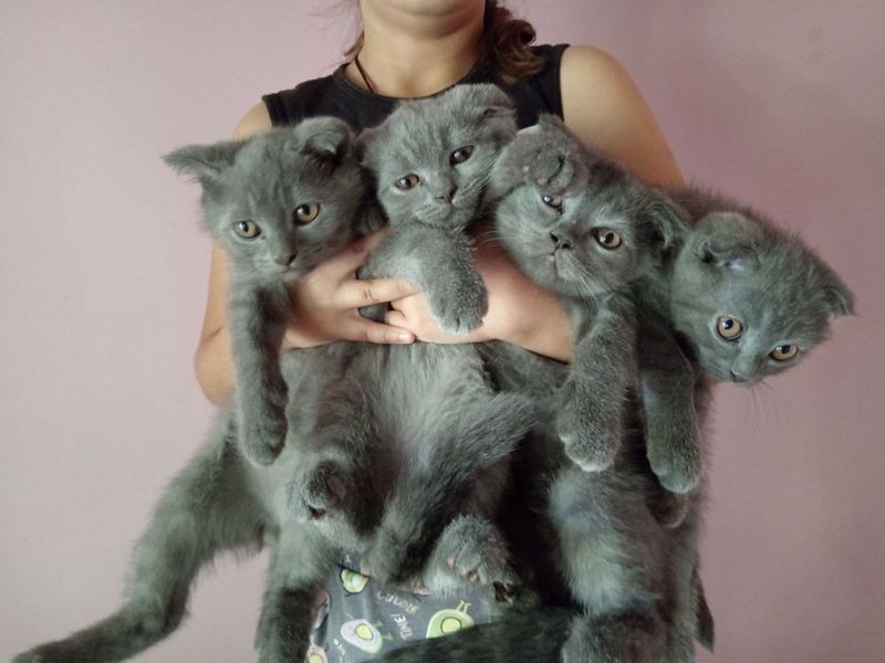 Срочно! Скоттиш фолд Вислоухие Срочно! Скоттиш фолд Вислоухие