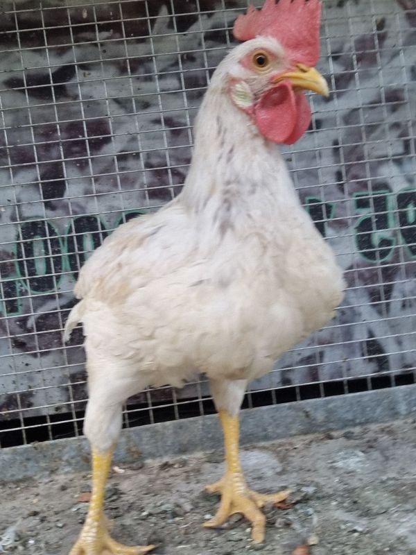 Oq xoʻroz sotiladi Oq xoʻroz sotiladi