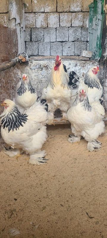 Svetli Brama gigant sotiladi 1+4 Svetli Brama gigant sotiladi 1+4