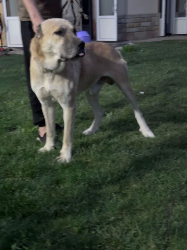 Kangal 2 yosh qoni toza hali urishmagan Kangal 2 yosh qoni toza hali urishmagan