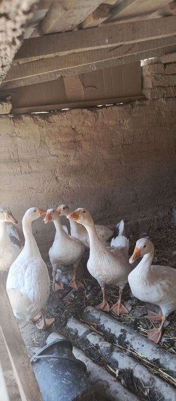Kafolati yoq lekin yaxshi boqilsa zoʻr oʻsishadi hozir bila 3 yilik Kafolati yoq lekin yaxshi boqilsa zoʻr oʻsishadi hozir bila 3 yilik