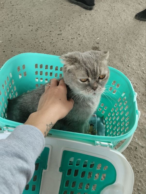 Продам кошку шотландская скоттиш фолд Продам кошку шотландская скоттиш фолд