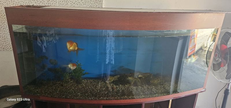 Akvarium sotiladi srochna Akvarium sotiladi srochna