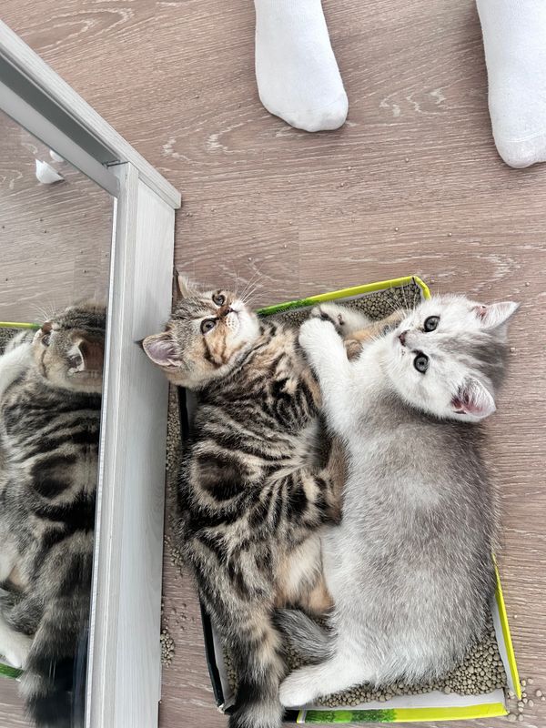 Котята Котята