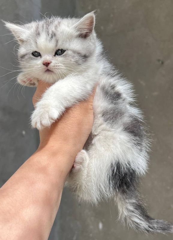 Продаются шотландские котята Продаются шотландские котята