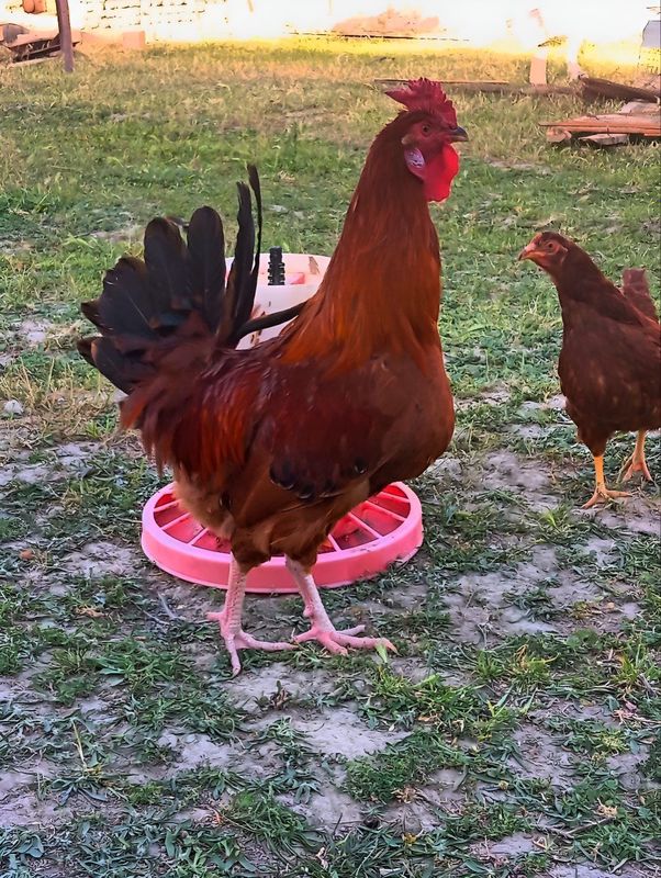 Tovuqlar Sotiladi Tovuqlar Sotiladi