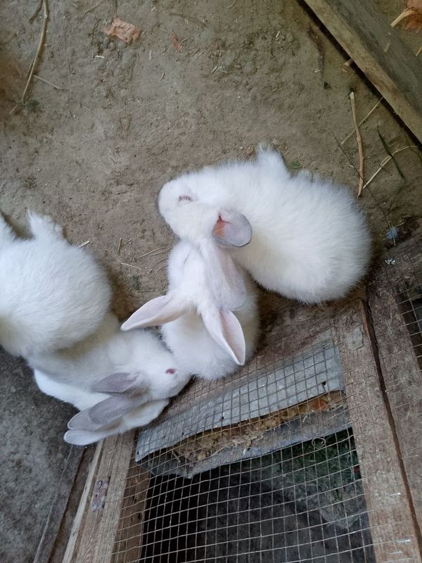 Kaliforniya zotli quyonlar sotiladi