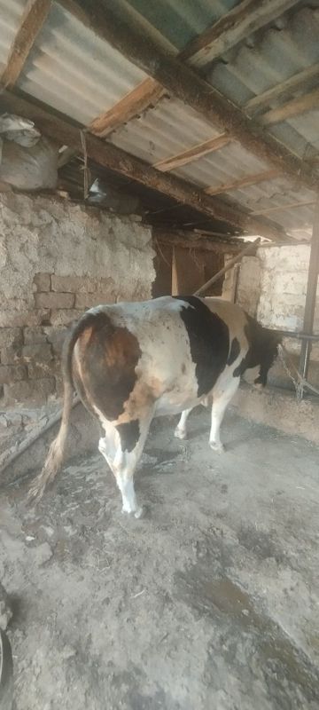 Qurbon hayitga buqa bor. Qurbon hayitga buqa bor.