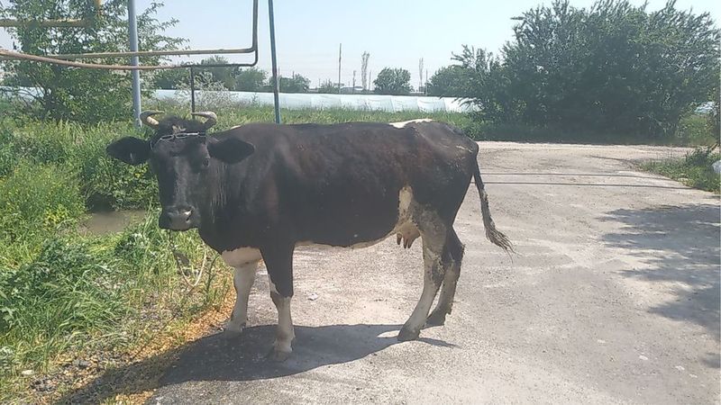 Mol sotiladi Mol sotiladi