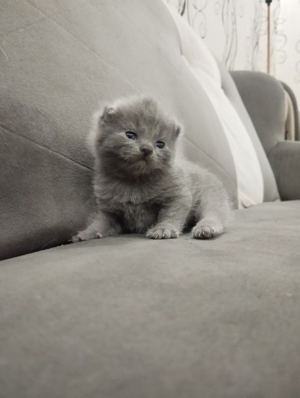продается котенок продается котенок