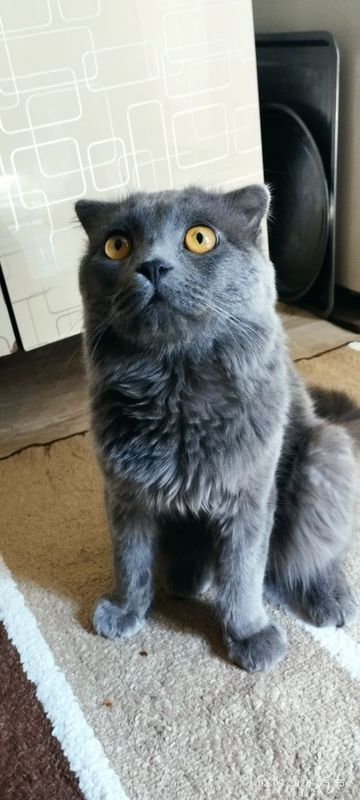 Шотландская вислоухая кошка Шотландская вислоухая кошка
