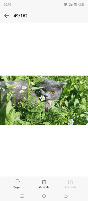 Scottish fold 150$ Scottish fold 150$