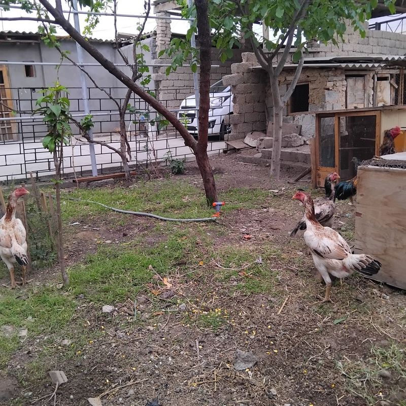 Dakan xoroz sotiladi tovuqlari bilan Dakan xoroz sotiladi tovuqlari bilan