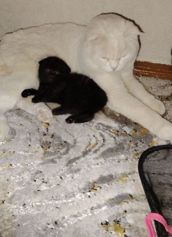 Продаётся котёнок Продаётся котёнок