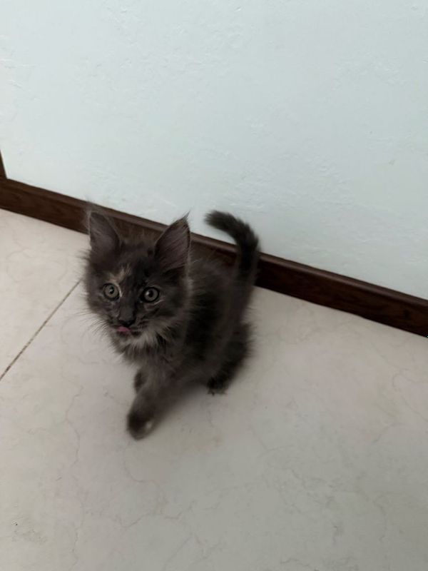 Продам котят меин-куна и норвежской лесной Продам котят меин-куна и норвежской лесной