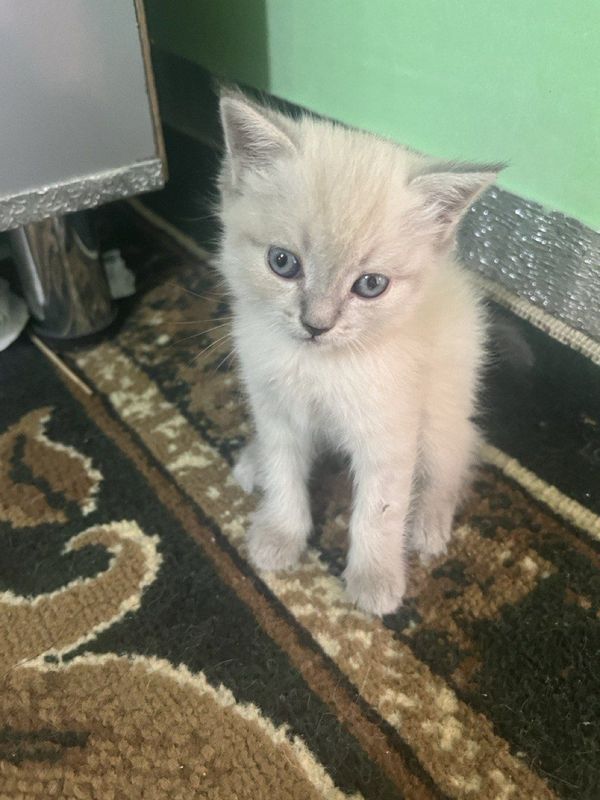 Продаётся котята Продаётся котята