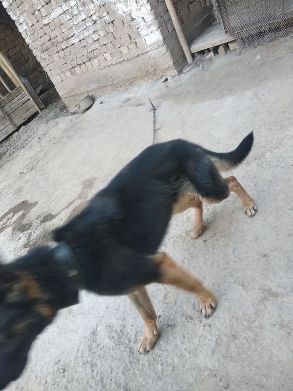 Oʻrta osto ovcharkasi Oʻrta osto ovcharkasi