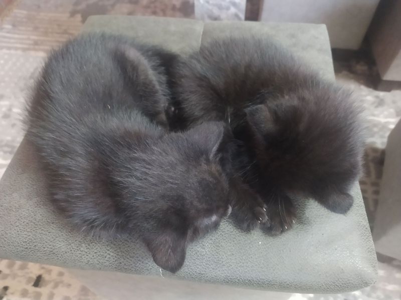 Отдам даром котят Отдам даром котят