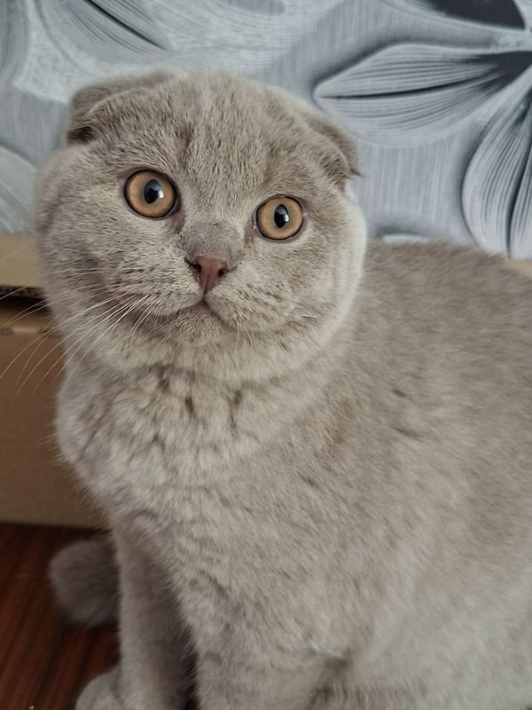 Шотландские скоттиш страйт и скоттиш фолд Шотландские скоттиш страйт и скоттиш фолд