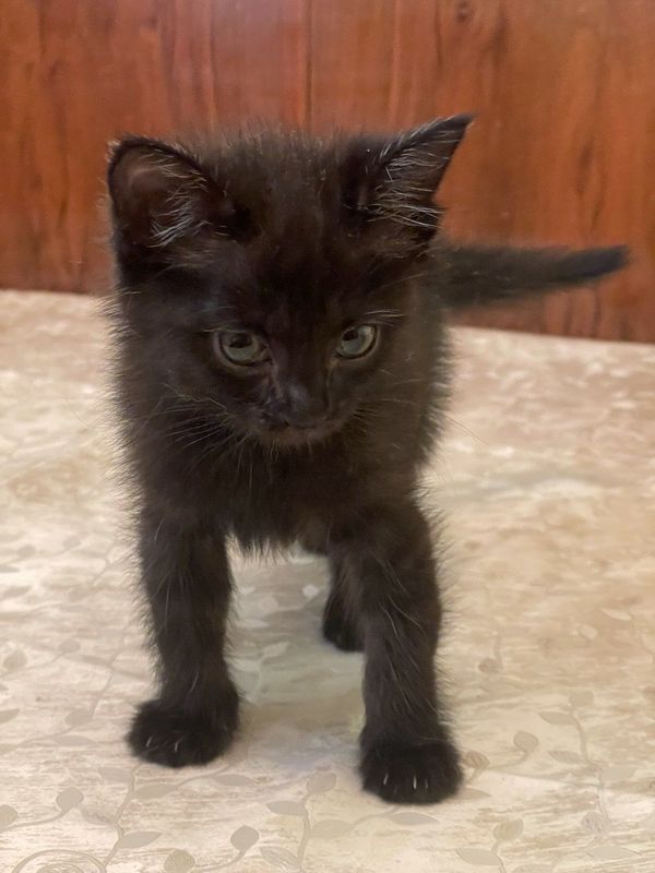 Котенок девочка в добрые руки. Котенок девочка в добрые руки.