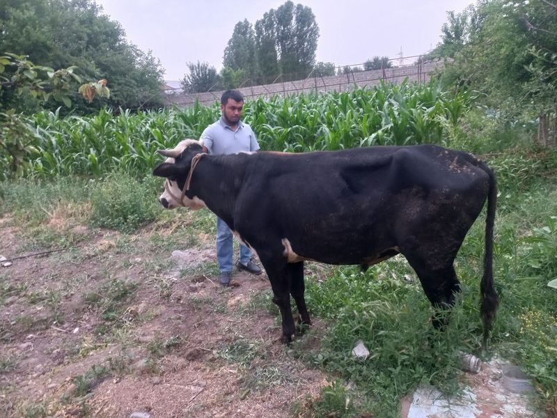 2 yoshli buqa sotiladi 2 yoshli buqa sotiladi