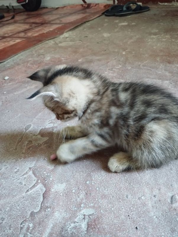 Asalomualekom mushu bolalari sotiladi parodali Asalomualekom mushu bolalari sotiladi parodali