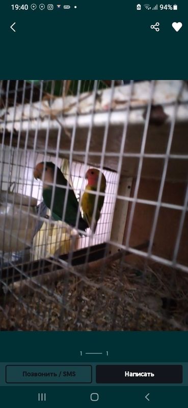 Ажралмас номли ту'ти к,ушлар сотилади Ажралмас номли ту'ти к,ушлар сотилади