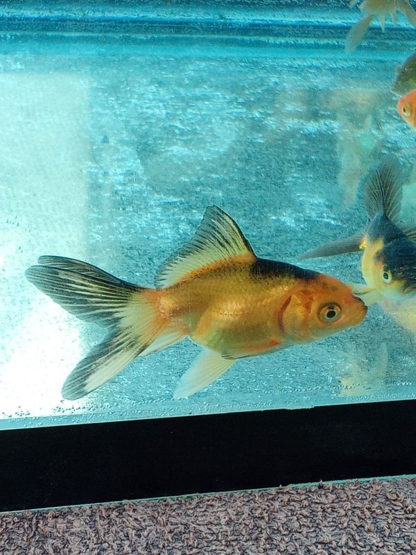 Aranda baliqlari akvarium uchun Aranda baliqlari akvarium uchun