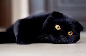 Самец Котику 1 год Scottish fold Самец Котику 1 год Scottish fold