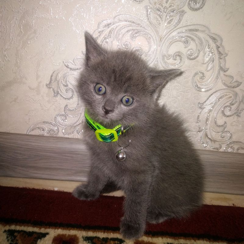 Британский котенок Британский котенок