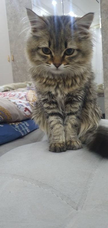 Mushuk sotiladi, кошка продаёт Mushuk sotiladi, кошка продаёт
