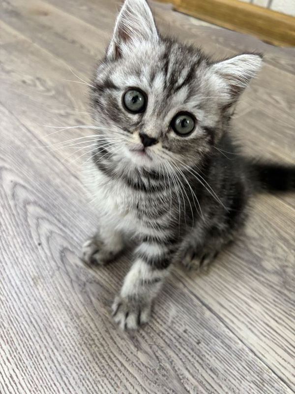 Срочно!!! Продается самый милый котенок Срочно!!! Продается самый милый котенок
