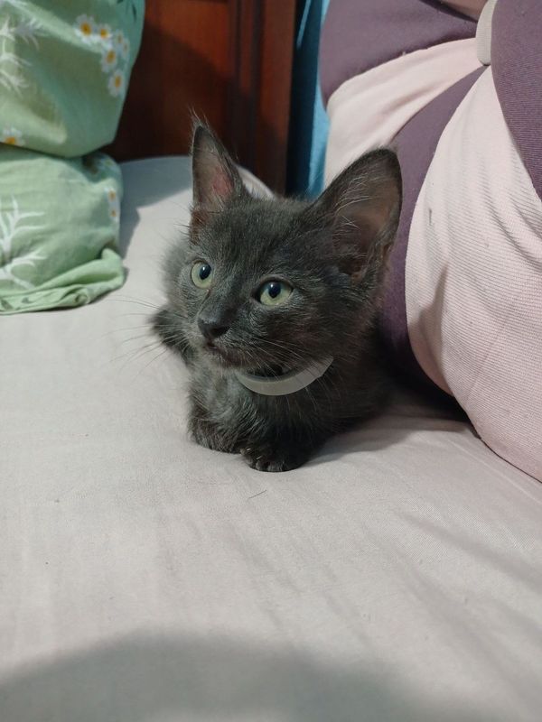 Отдаём котят мальчики кушают всё подряд лоток на отлично Отдаём котят мальчики кушают всё подряд лоток на отлично