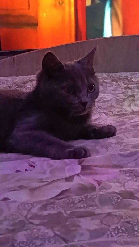Продаётся котик скоттиш страйт