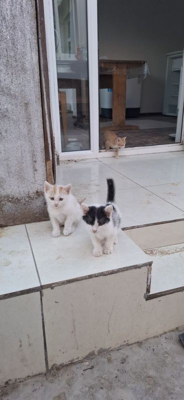 Отдам котят в добрые руки