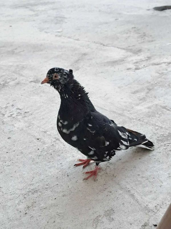 Zottor kaparli qush Zottor kaparli qush