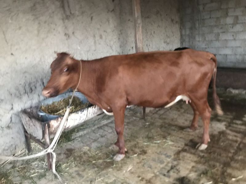 Ona bola sigir sotiladi Ona bola sigir sotiladi