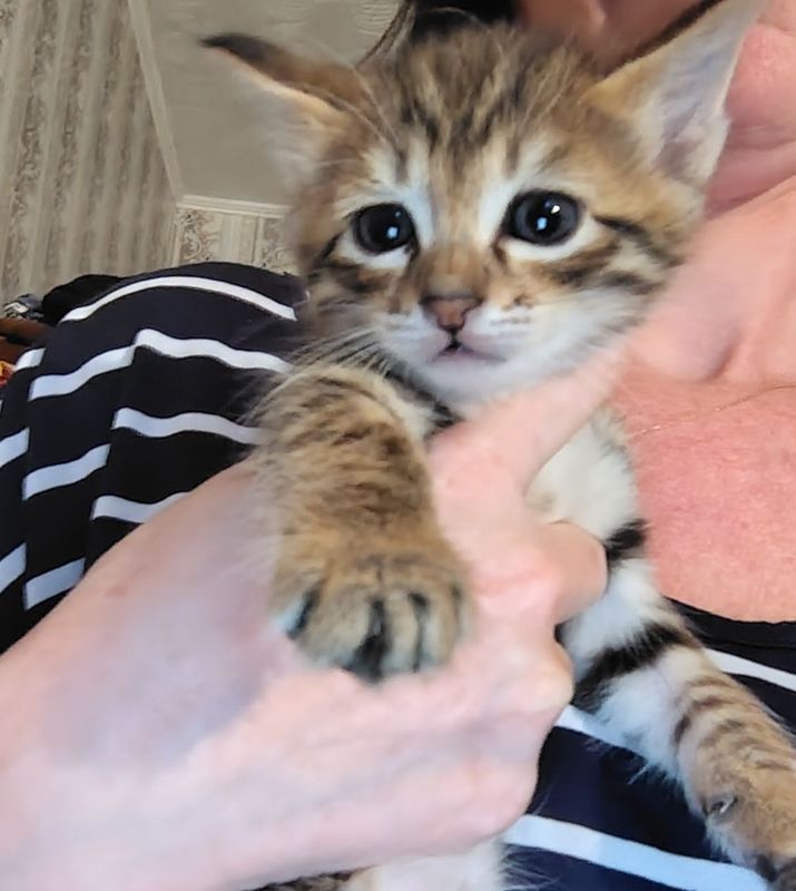 Отдам котят в хорошие руки Отдам котят в хорошие руки