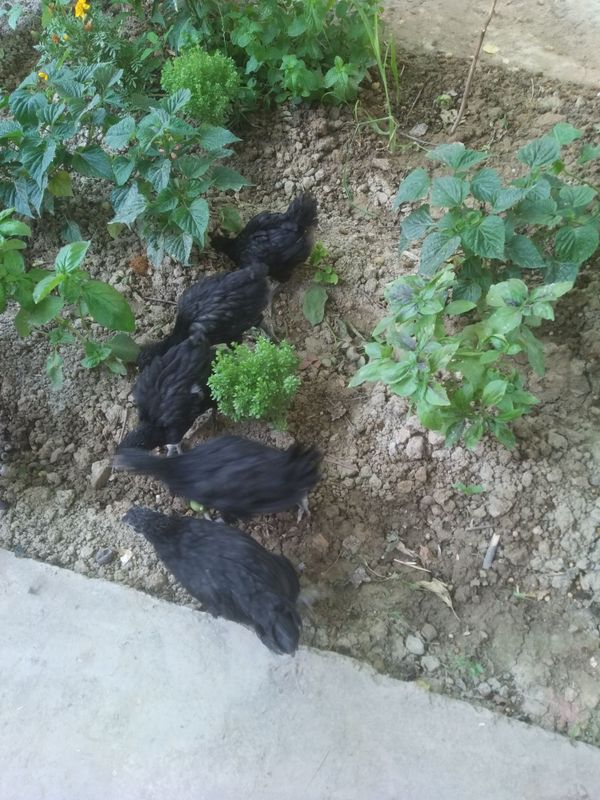 Qora waxzoda,end tuxumga kiradi Qora waxzoda,end tuxumga kiradi