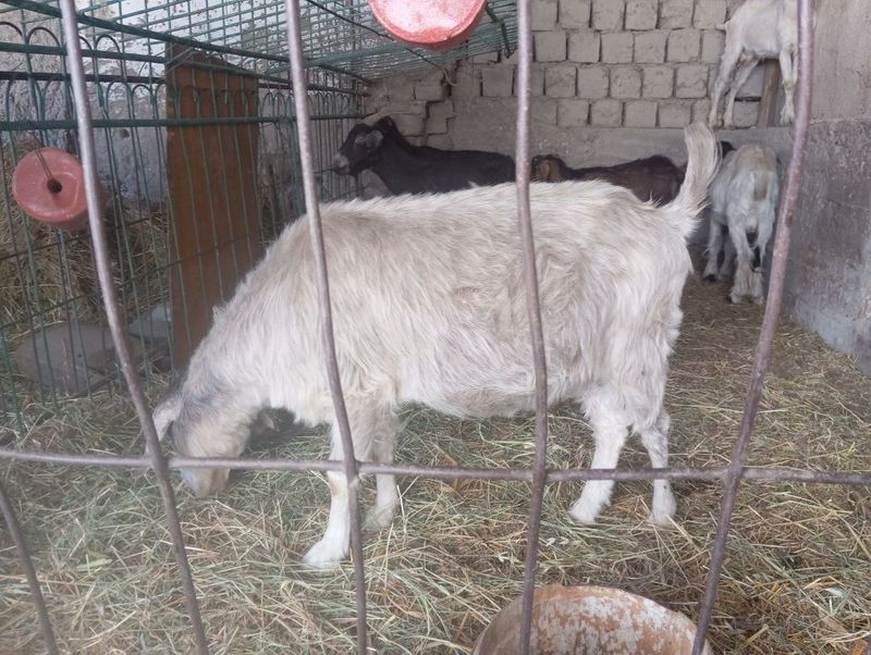 echkilar sotiladi semiz echkilar sotiladi semiz