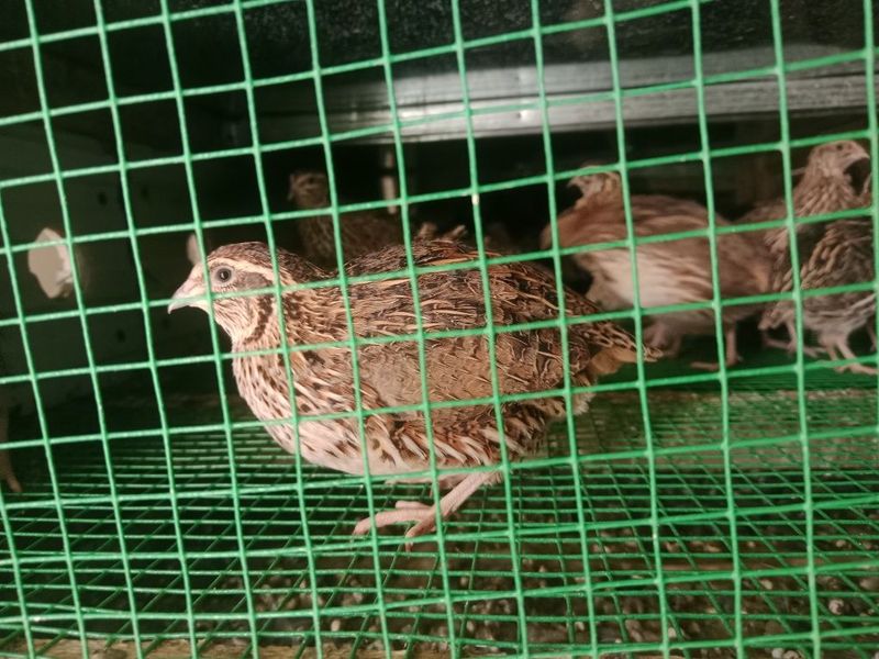 Bedana sotiladi Manjur Bedana sotiladi Manjur