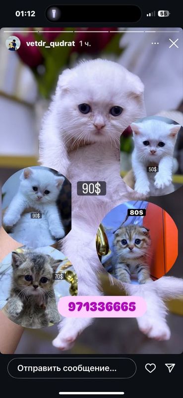 Шиншилла 6 штук 1 месяц