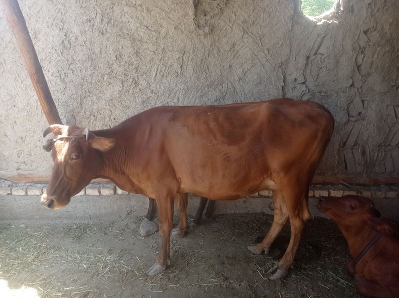 Sigir bolasi bilan