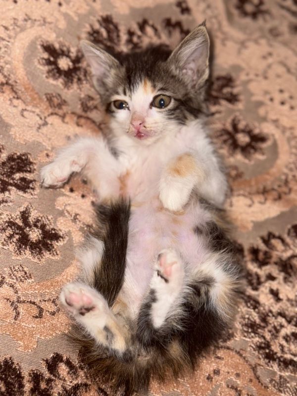 Домашняя кошка