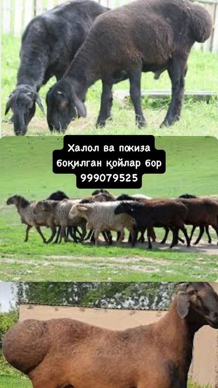 Halol boqilgan qoylar Halol boqilgan qoylar