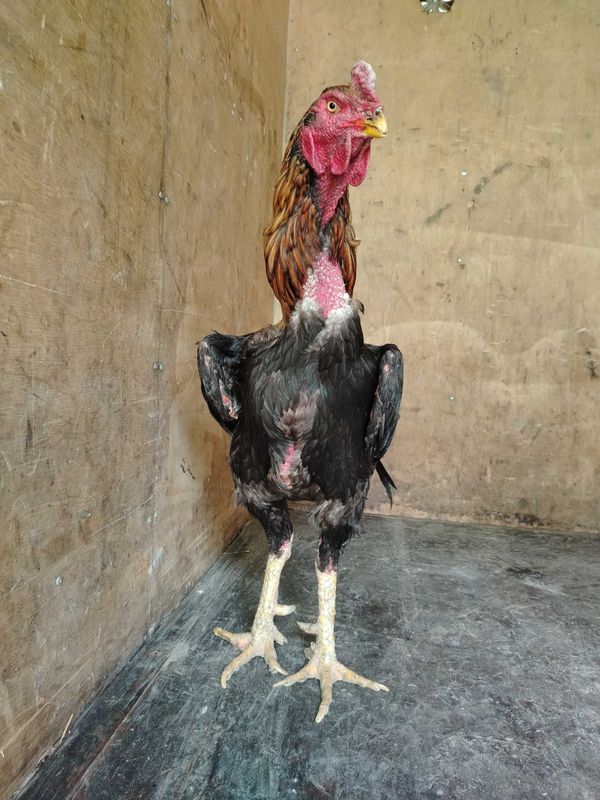 Dakan sotiladi pircha 2 yashar o'yini zo'r Dakan sotiladi pircha 2 yashar o'yini zo'r